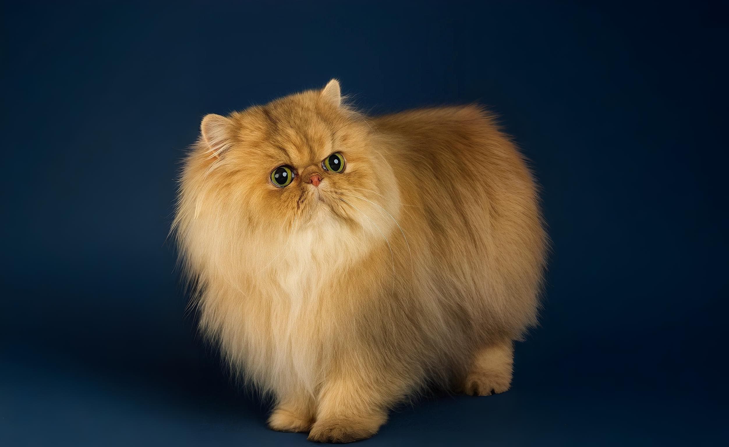 Hero bakgrund med elegant perserkatt